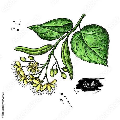 Linden branch drawing. Vector lime tree flower