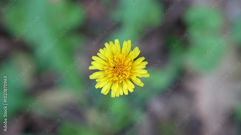 Beautiful yellow dandelion with ants on it taken directly from above Beautiful yellow dandelion with ants on it taken directly from above