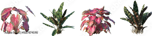 Set of Caladium red Flash and Calathea insignis frontal isolated png on a transparent background perfectly cutout high resolution photo