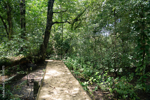 Green forest path bathed in sunlight, lined with vibrant plants and tall trees, providing a scenic and natural walking trail for relaxation, adventure, and connection with nature, calm outdoor setting photo