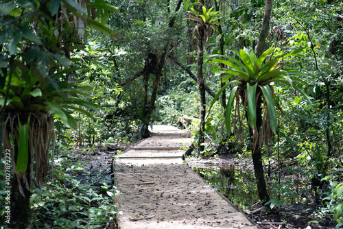 Green forest path bathed in sunlight, lined with vibrant plants and tall trees, providing a scenic and natural walking trail for relaxation, adventure, and connection with nature, calm outdoor setting photo