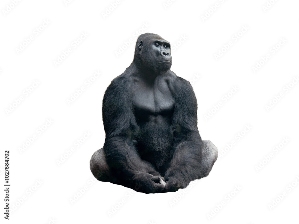 western lowland gorilla isolated on white background western lowland gorilla isolated on white background