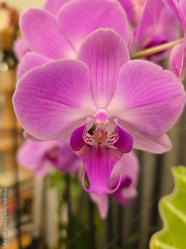 Obraz premium pink orchid