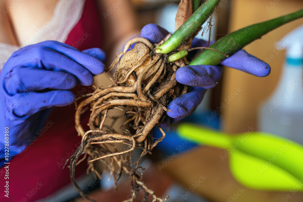 Gardener Handling Orchid Roots Wearing Purple Gloves Indoors