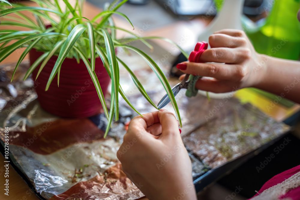 A vibrant spider plant in a pot being cut with scissors by an individual indoors. The scene captures the essence of indoor gardening and plant care concept, highlighting lush green foliage.