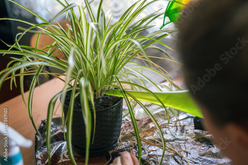 Obraz na płótnie Close-Up of Spider Plant Being Watered by Person Indoors w salonie
