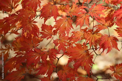 Acer palmatum. Yellow and red leaves Laceleaf Japanese Maple tree. photo