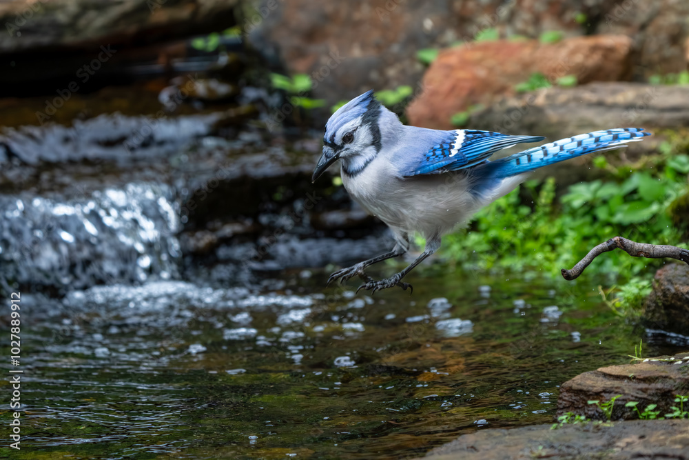 Obraz premium Blue jay taking a bath in a stream