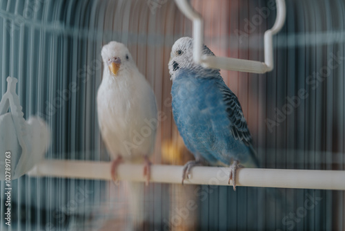 Photography A close-up view of two vibrant parakeets, one white and one blue, sitting together inside a birdcage, conveying companionship and tranquility