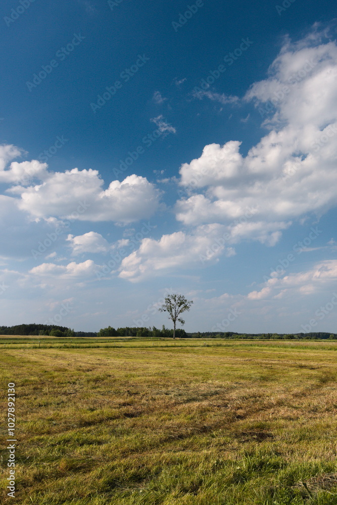 Obraz premium tree in the field