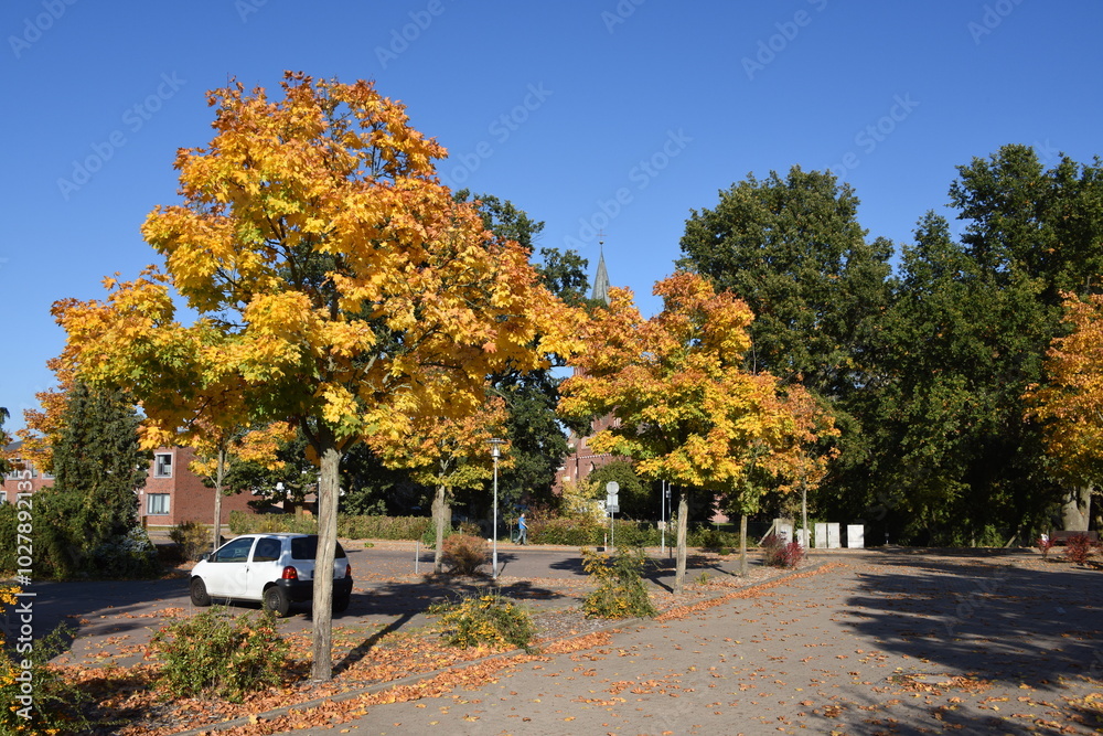 Naklejka premium Eggesin, herbstlich Ahornbäume am Markt