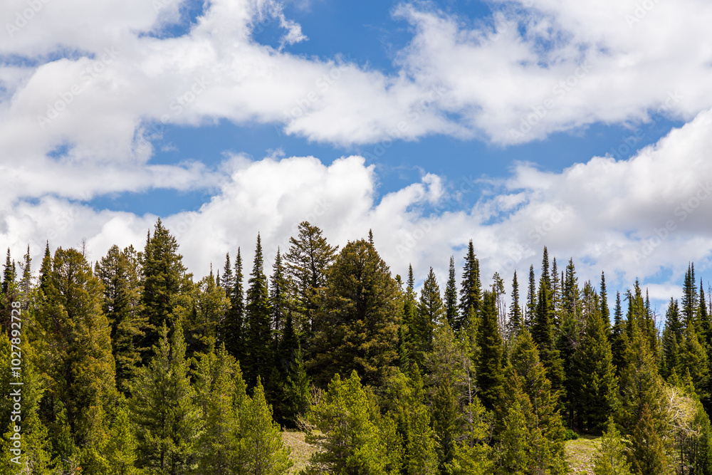 Lush Forest Landscape in Grand Teton, Wyoming Lush Forest Landscape in Grand Teton, Wyoming