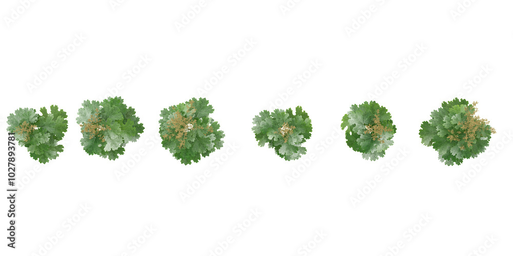 Fototapeta premium collection of Artemisia vulgaris flower plants isolated on white background from top view