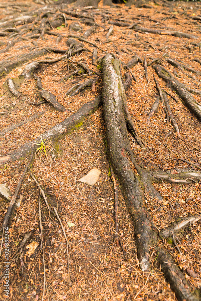 Autumn in the forest, close-up of tree roots sticking out of the ground, warm colors. Autumn in the forest, close-up of tree roots sticking out of the ground, warm colors.
