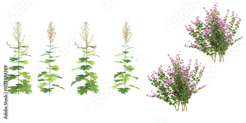 collection of Artemisia vulgaris,lavatera clementii flower plants isolated on white background photo