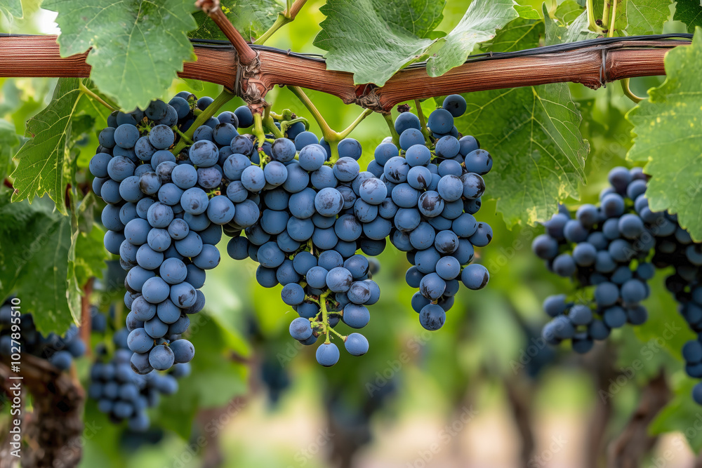 Purple grapes hanging on vineyard vine Purple grapes hanging on vineyard vine