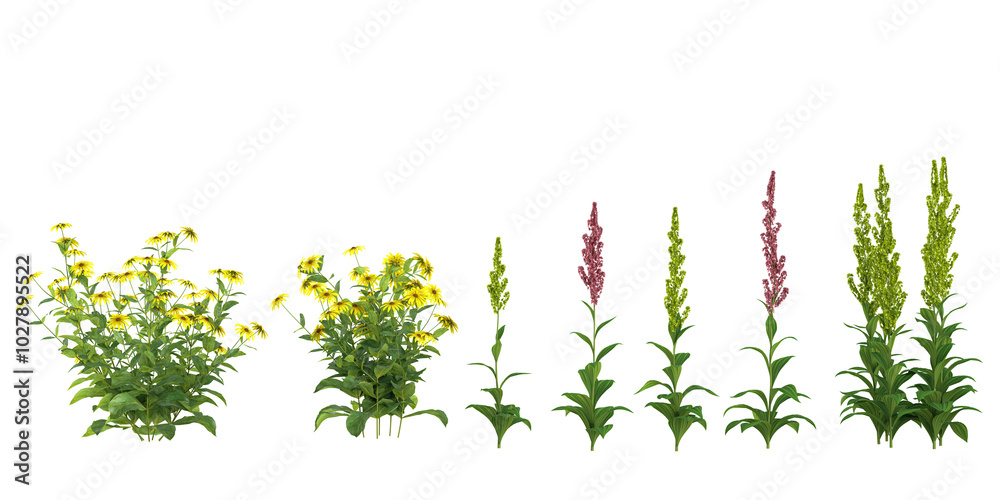 Collection of Echinacea purpurea,Lobelia tupa plant on transparent background Collection of Echinacea purpurea,Lobelia tupa plant on transparent background