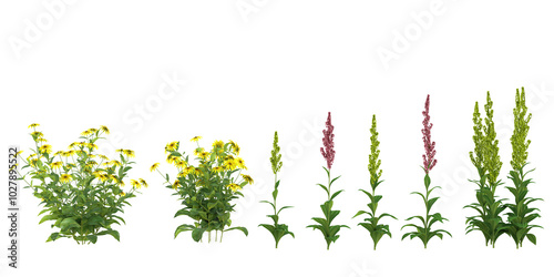 Collection of Echinacea purpurea,Lobelia tupa plant on transparent background