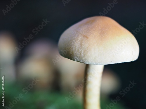 Pilz Schwefelköpfe (Hypholoma) im Wald als Makro mit unscharfem Hintergrund photo