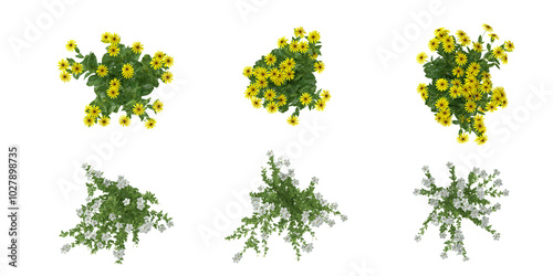 Fototapeta Naklejka Na Ścianę i Meble -  Set of Common jasmine,Echinacea SunSeekers Yellow flower plants isolated on transparent background from the top view