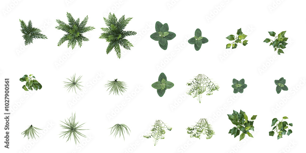 Tropical Fern,grass,plants isolated used for architecture from the top view Tropical Fern,grass,plants isolated used for architecture from the top view