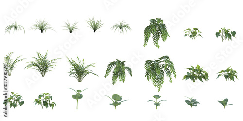 Tropical Fern,grass,plants isolated used for architecture