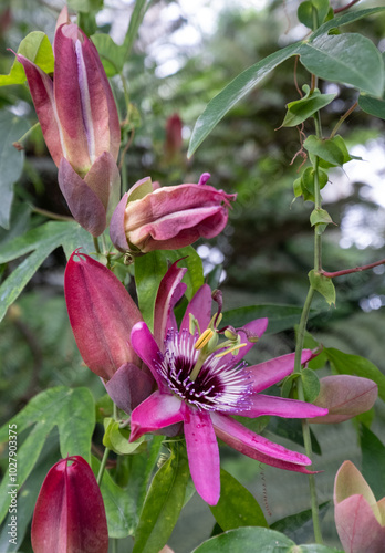 Stunning deep pink Passion flowers passiflora, growing in the glasshouse at RHS Wisley garden, Woking, Surrey, UK. photo