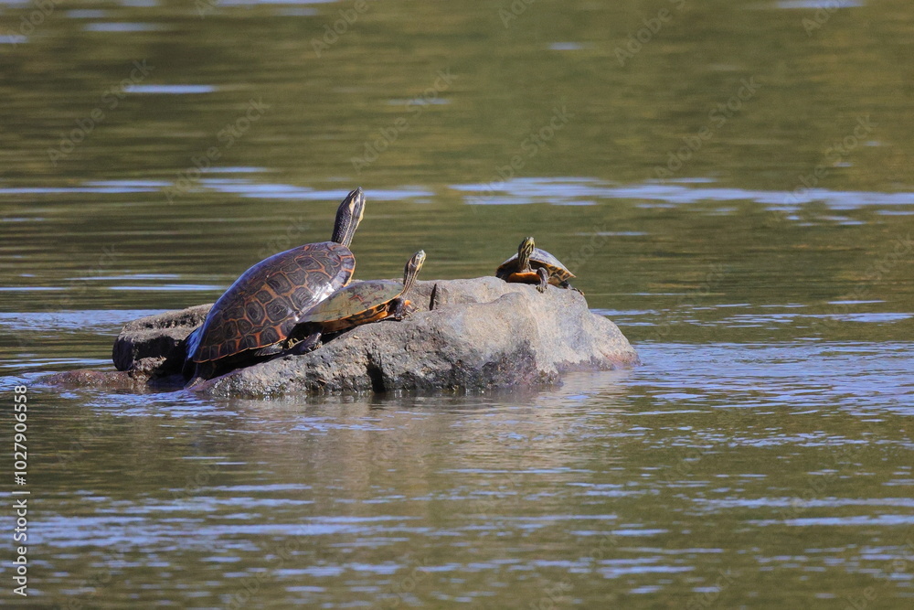 Fototapeta premium Fresh water river turtle basking on rocks. 