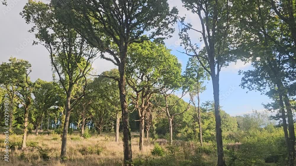 Woodland in Bexhill, East Sussex, United kingdom that looks like a tropical rainforest