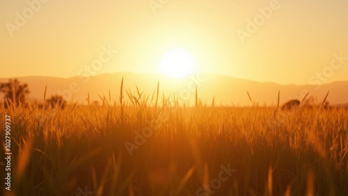 Tranquil Sunset Over Golden Field Landscape