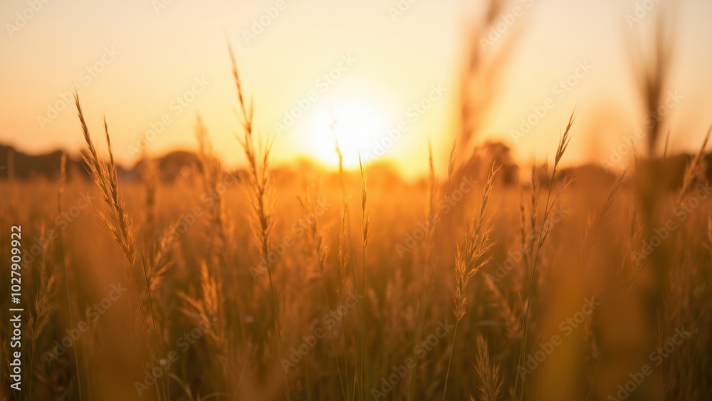Golden Field at Sunset with Calm Atmosphere Golden Field at Sunset with Calm Atmosphere