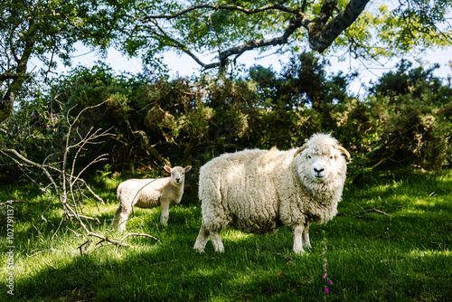 Schaft mit einem Lamm im Exmoor Nationalpark