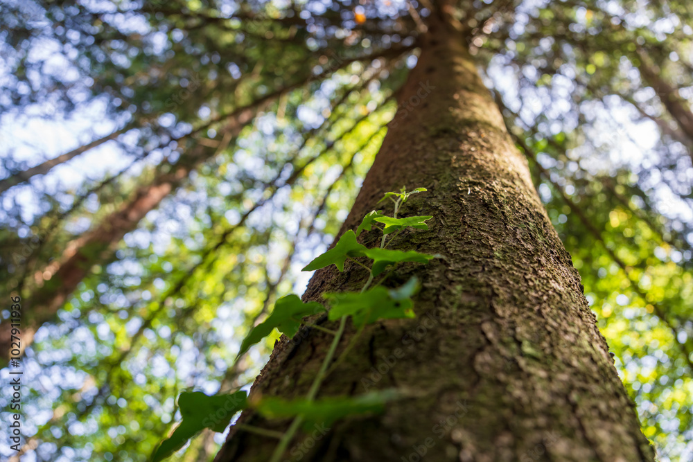 A green forest tree trunk shot from above A green forest tree trunk shot from above