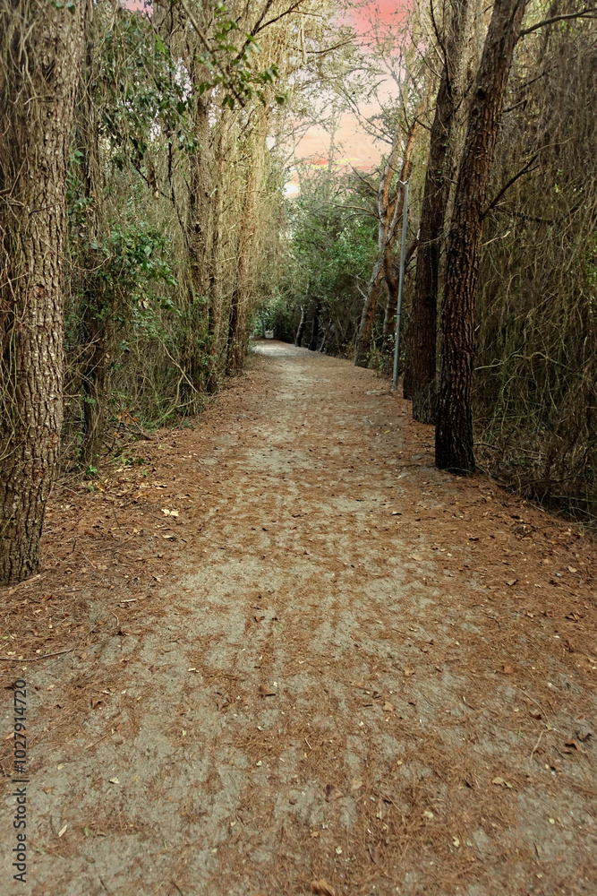 Fototapeta premium Sentiero nella foresta con alberi ed erba sullo sfondo 3256