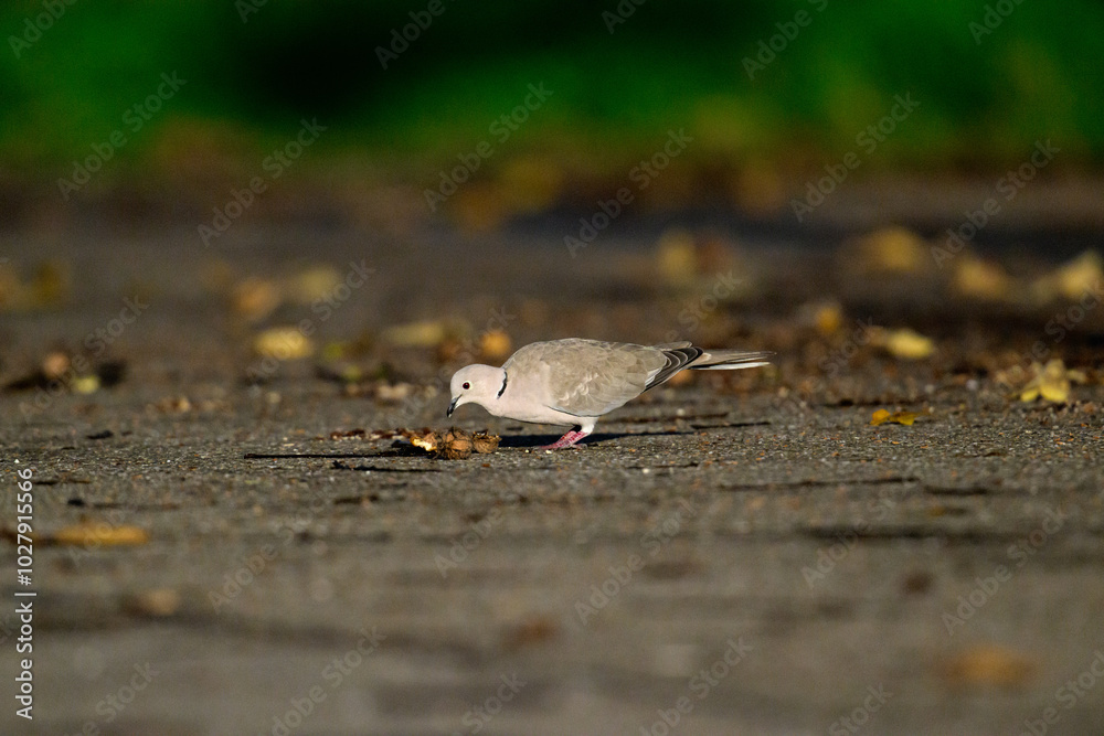 Türkentaube sitzt auf dem Asphalt und frisst im Morgenlicht Türkentaube sitzt auf dem Asphalt und frisst im Morgenlicht