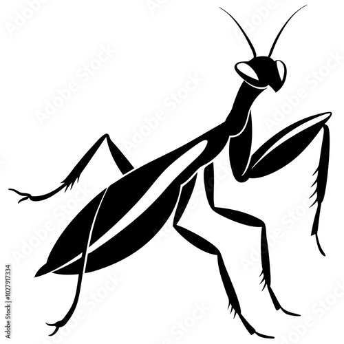illustration of a praying mantis