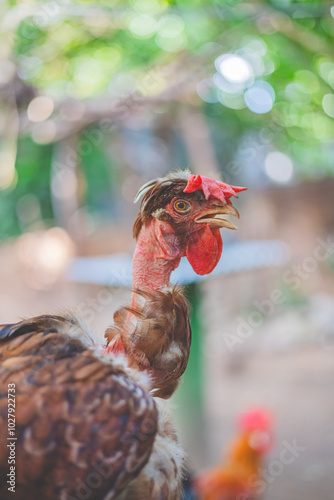 Wallpaper Mural chicken resting in the farm Torontodigital.ca