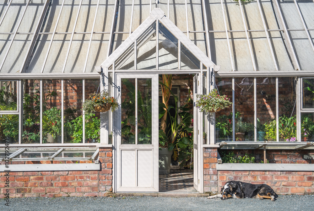 Fototapeta premium A Victorian style greenhouse in a English garden with lazy dog