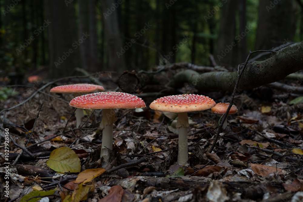 big red fly agaric fungi mushroom in the forest big red fly agaric fungi mushroom in the forest