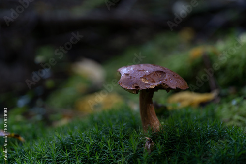 big brown mushroom in the forest surrounded by moss and leaves 