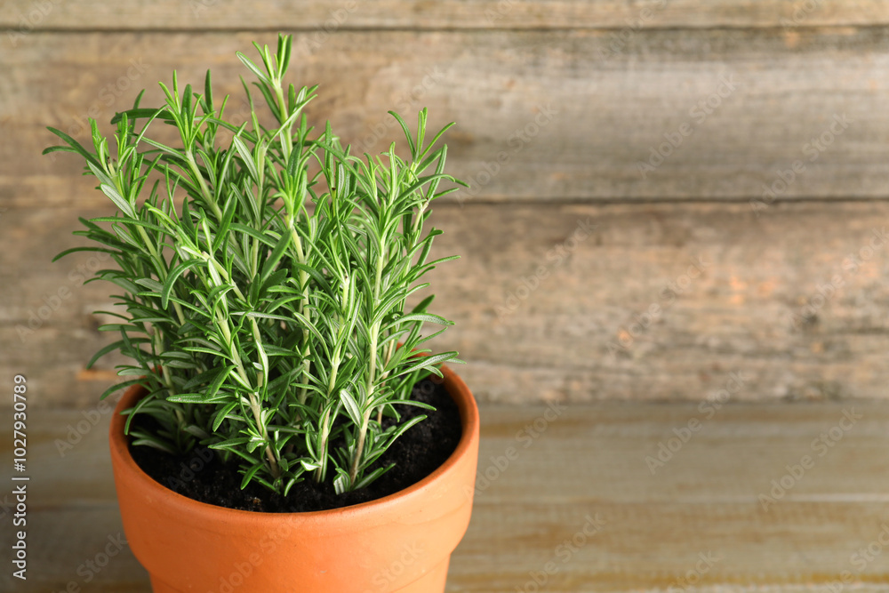 Naklejka premium Aromatic rosemary plant in pot on wooden table, closeup. Space for text