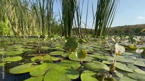 Camera movement over surface of river, lake covered with algae and aquatic plants