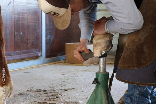 фотографія Farrier shoeing trimming and shoeing a horse