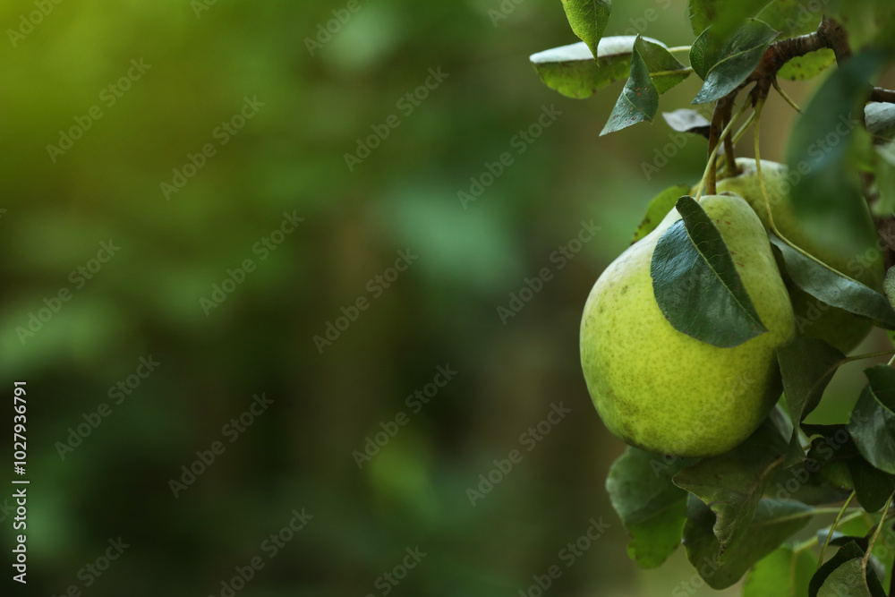 Ripe pears growing on tree in garden, closeup. Space for text Ripe pears growing on tree in garden, closeup. Space for text