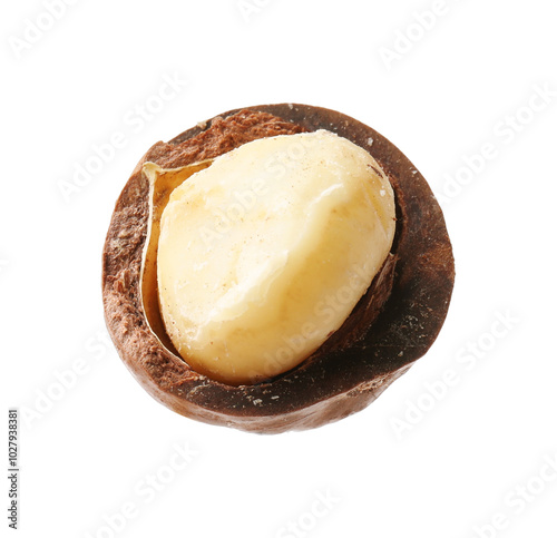 One macadamia nut with shell isolated on white photo