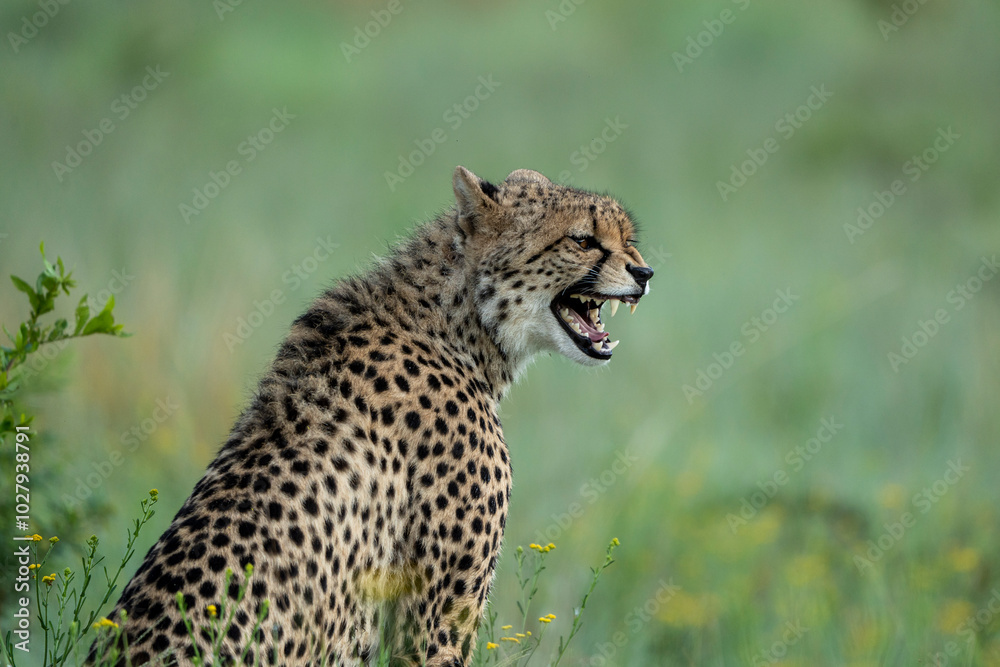 Very close observation on safari of a Cheetah in the morning hours before the start of the hunt in the Pilanesberg National Park in South Africa Very close observation on safari of a Cheetah in the morning hours before the start of the hunt in the Pilanesberg National Park in South Africa