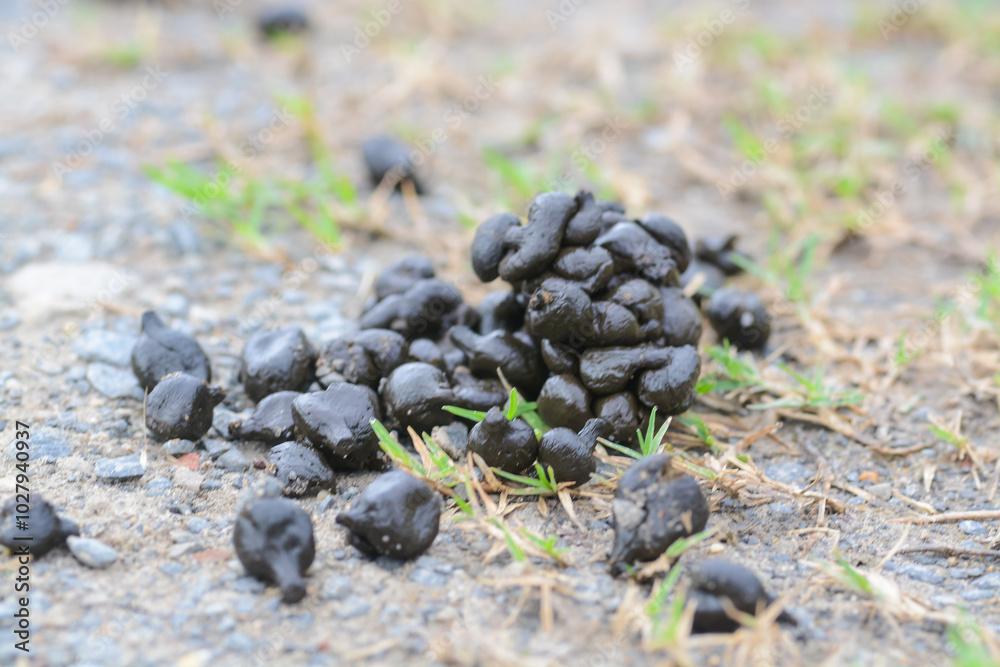 A pile of goat feces is scattered on the ground, surrounded by grass and gravel. A pile of goat feces is scattered on the ground, surrounded by grass and gravel.