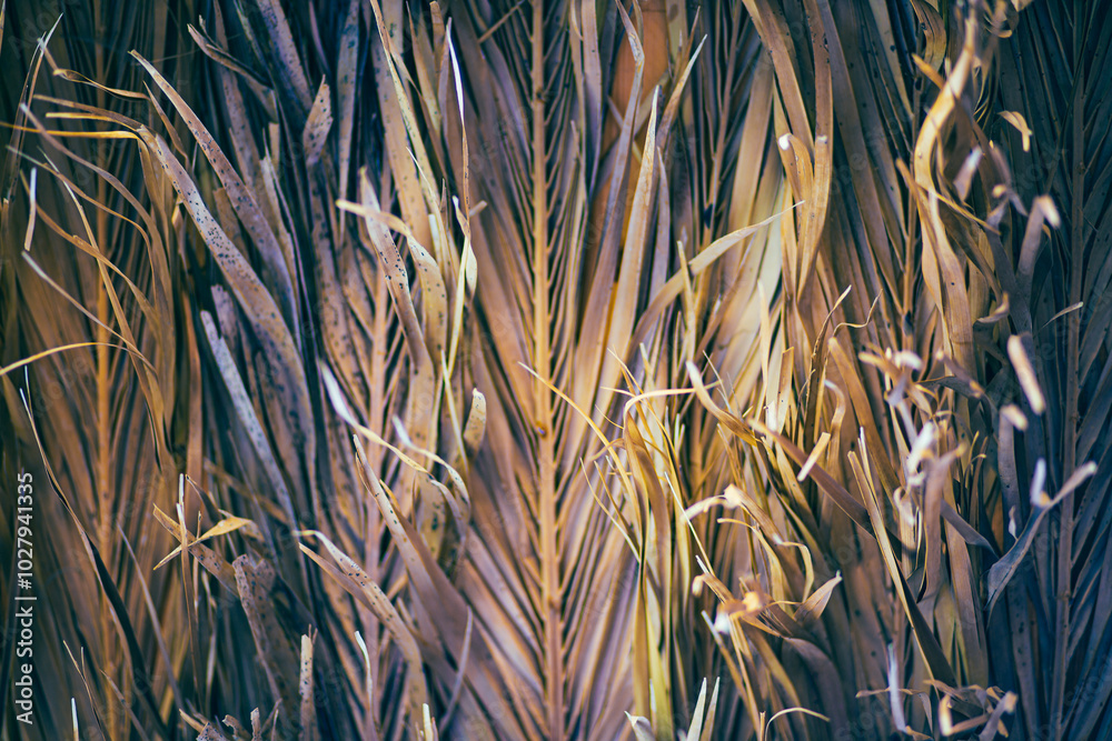 White straw dry leaves plant pattern abstract background White straw dry leaves plant pattern abstract background