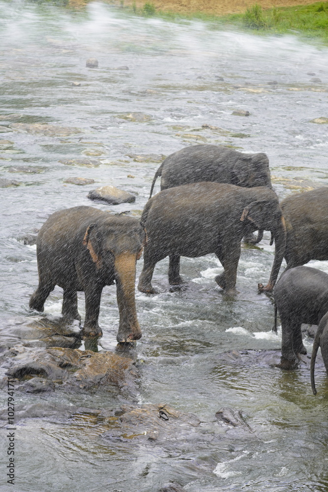 Beautiful Elephants from Sri Lanka