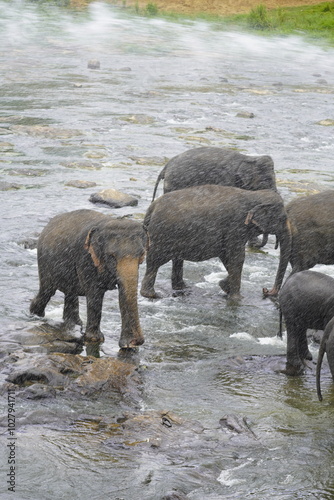 Obraz na płótnie Beautiful Elephants from Sri Lanka w salonie